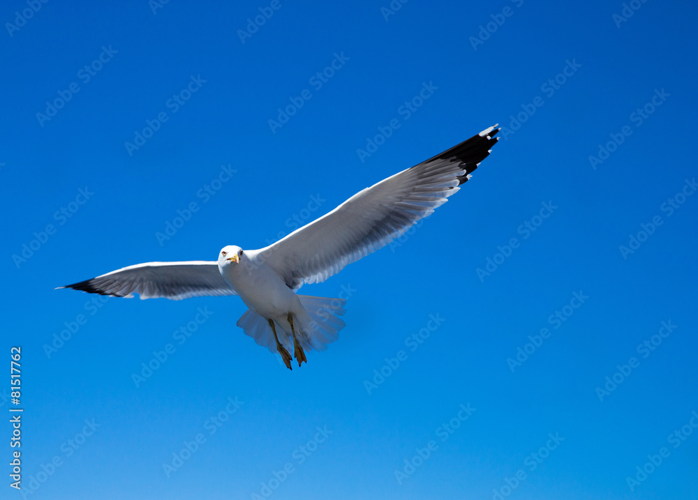 seagull flies against the blue sky seagull flies against the blue sky