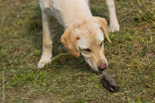 Golden Labrador Retriever Puppy Sniffing Dead Mole