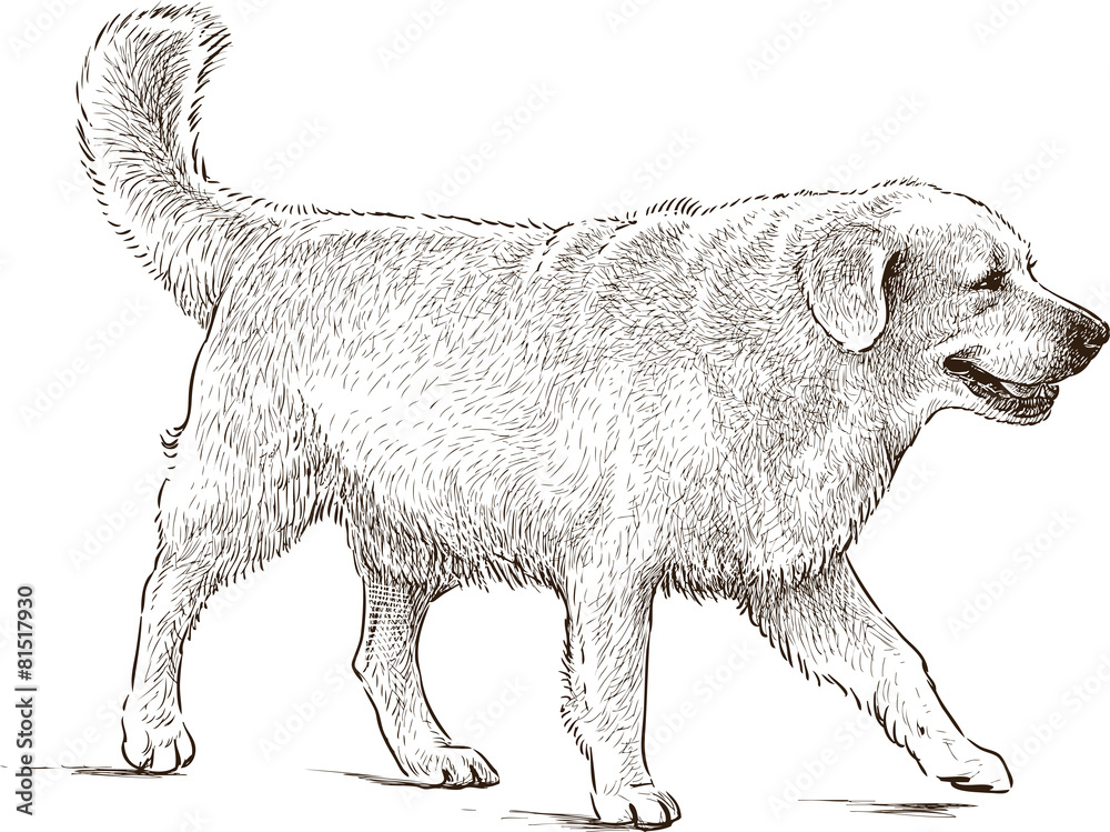 Retriever Retriever