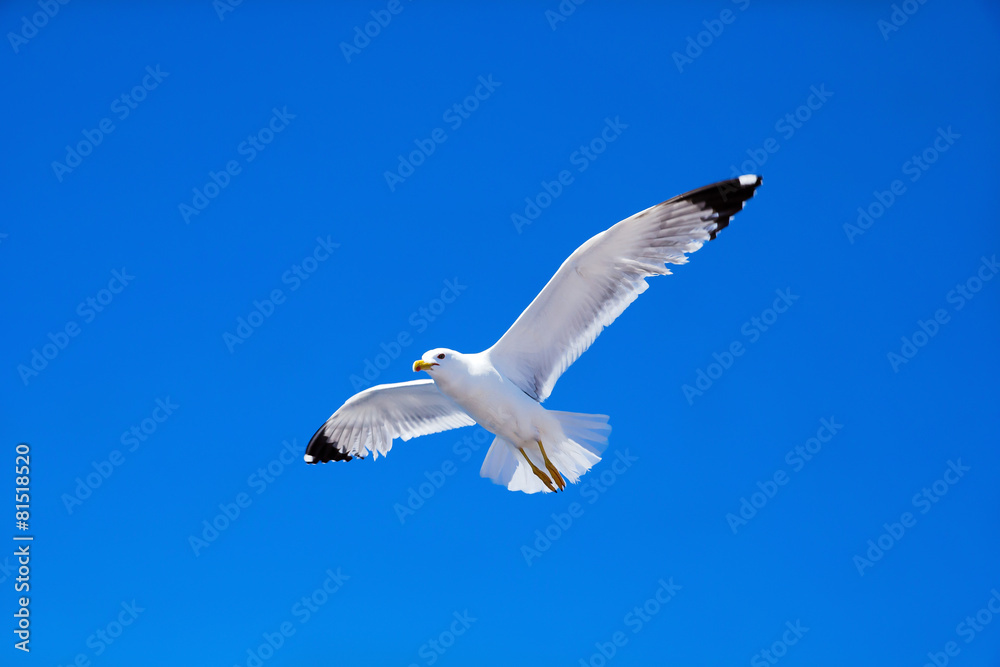 Naklejka premium seagull flies against the blue sky