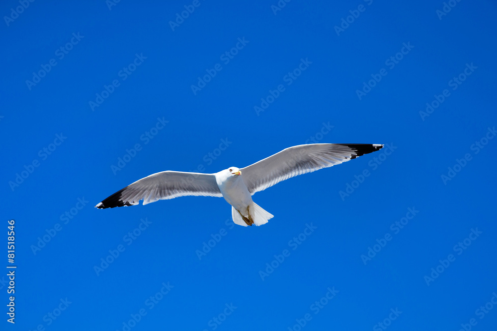 seagull flies against the blue sky seagull flies against the blue sky