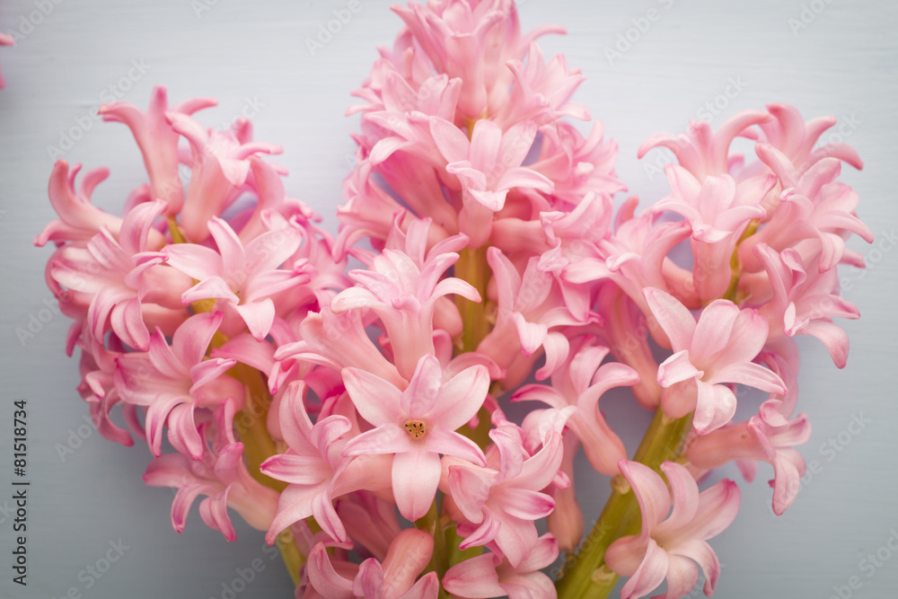 Fototapeta premium Hyacinth.