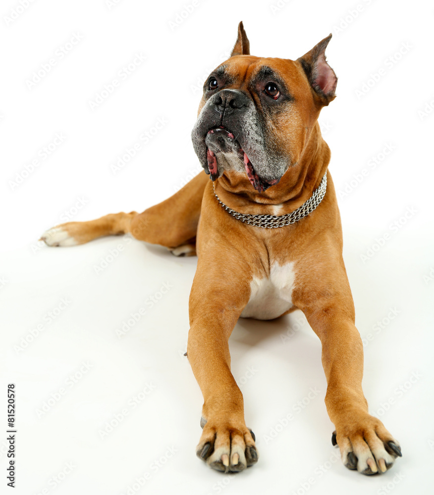 Obraz premium Cute dog isolated on white background