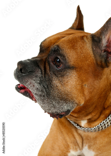 Boxer dog isolated on white background