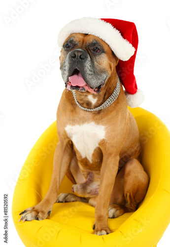 Fototapeta Naklejka Na Ścianę i Meble -  Cute dog in Christmas cap, sitting in yellow armchair isolated