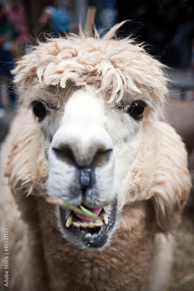 Closeup of sheared alpaca, a relative of the llama