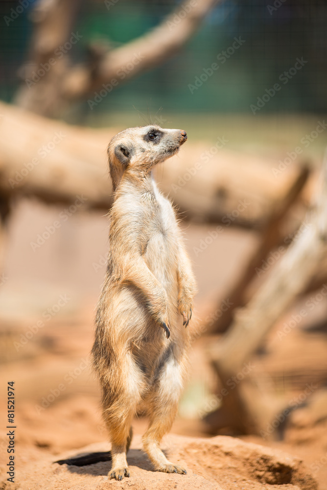 Fototapeta premium Alert meerkat standing on guard