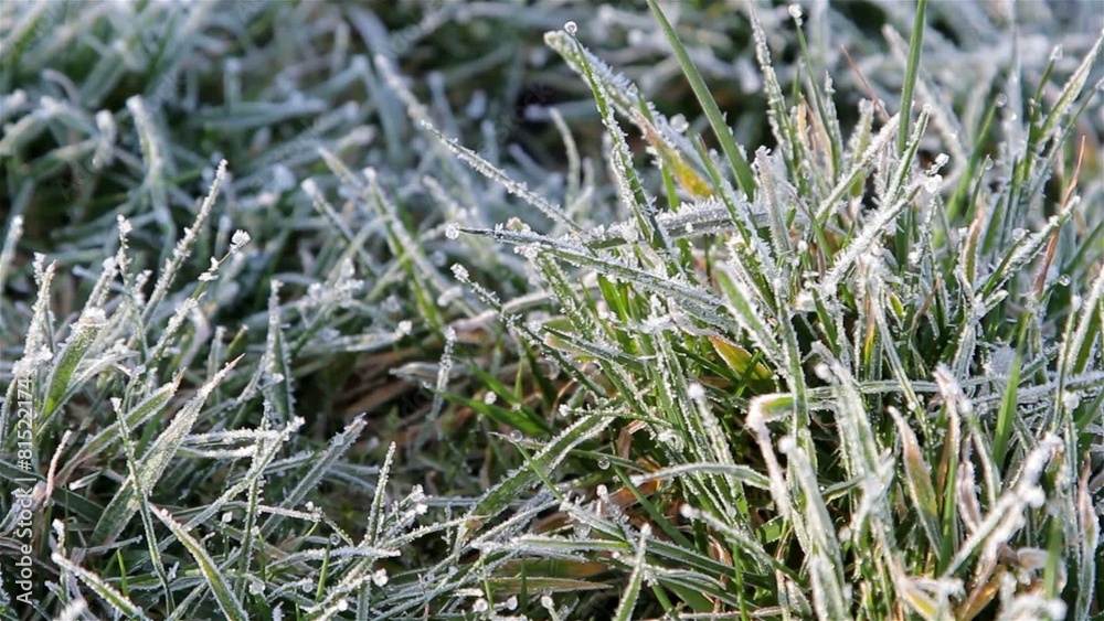 Close Up Grass Showing Morning Dew / Frost & Gentle Breeze / Wind Close Up Grass Showing Morning Dew / Frost & Gentle Breeze / Wind