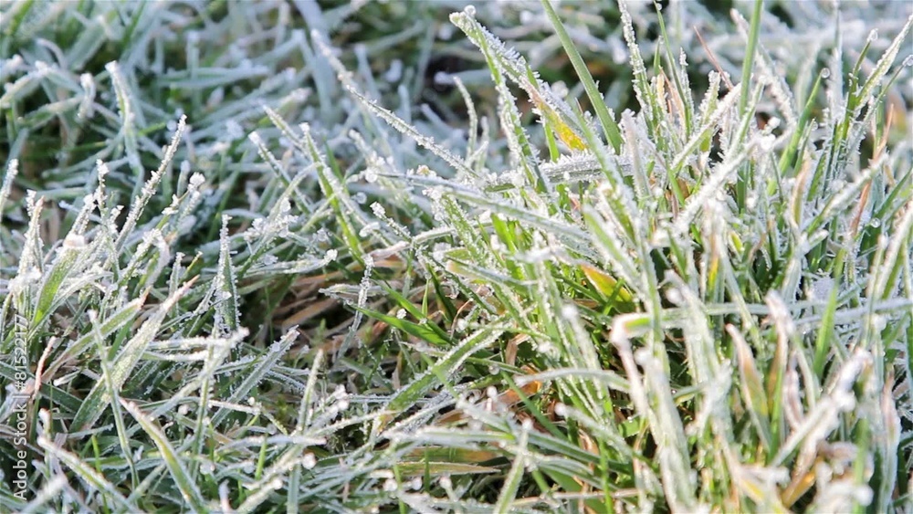 Close Up Grass Showing Morning Dew / Frost & Gentle Breeze / Wind Close Up Grass Showing Morning Dew / Frost & Gentle Breeze / Wind