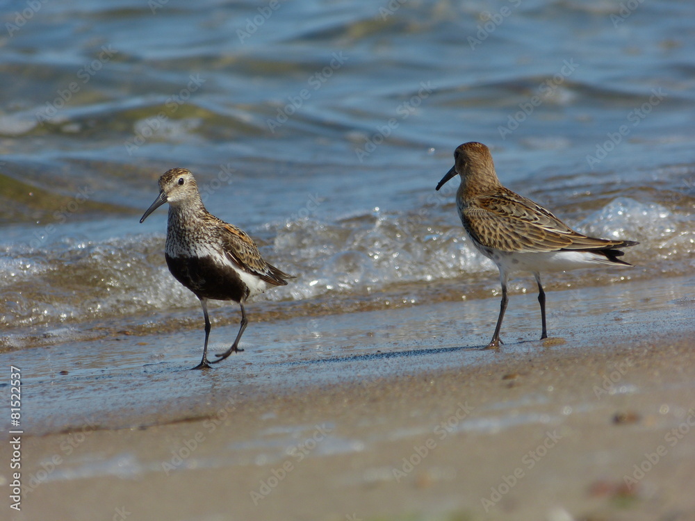 Fototapeta premium Dunlins