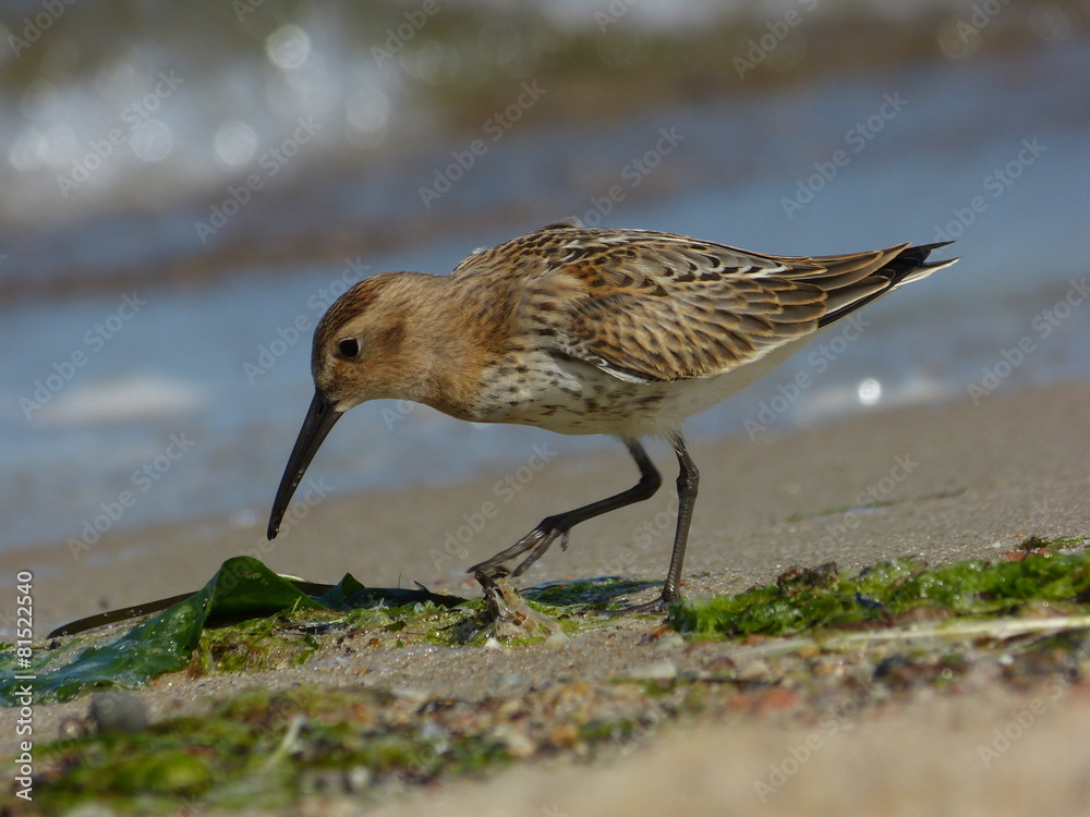 Fototapeta premium Dunlin