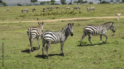 zebra in Masai Mara National Park.