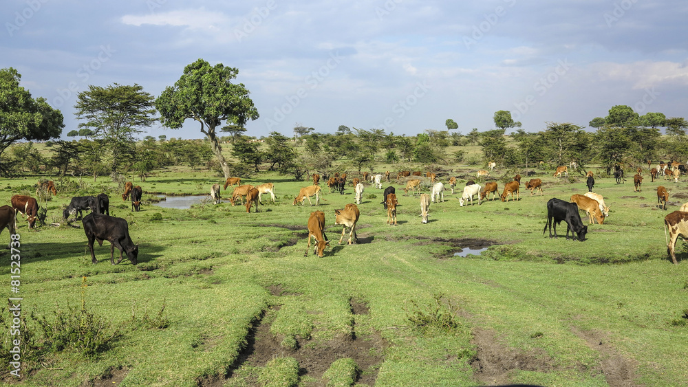 Fototapeta premium cows in Masai Mara National Park.