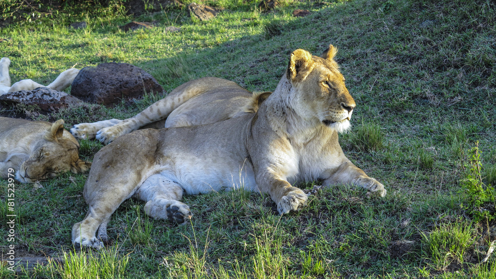 lion family relaxes in Masai Mara National Park. lion family relaxes in Masai Mara National Park.