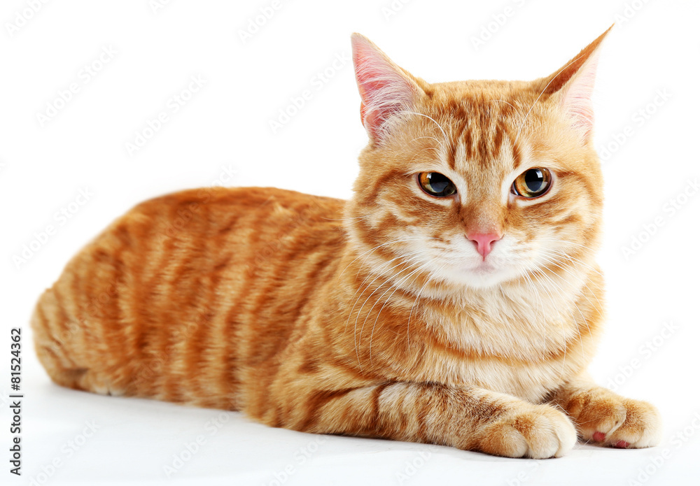 Portrait of red cat isolated on white