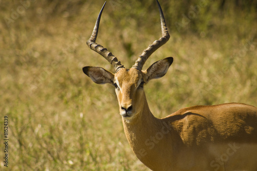 Antelope in Savana