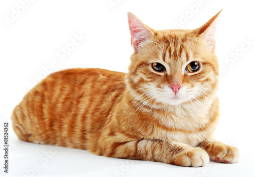 Portrait of red cat isolated on white © Africa Studio