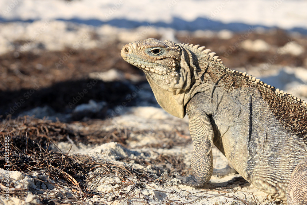Iguana on white sand beach in Cayo Largo, Cuba Iguana on white sand beach in Cayo Largo, Cuba
