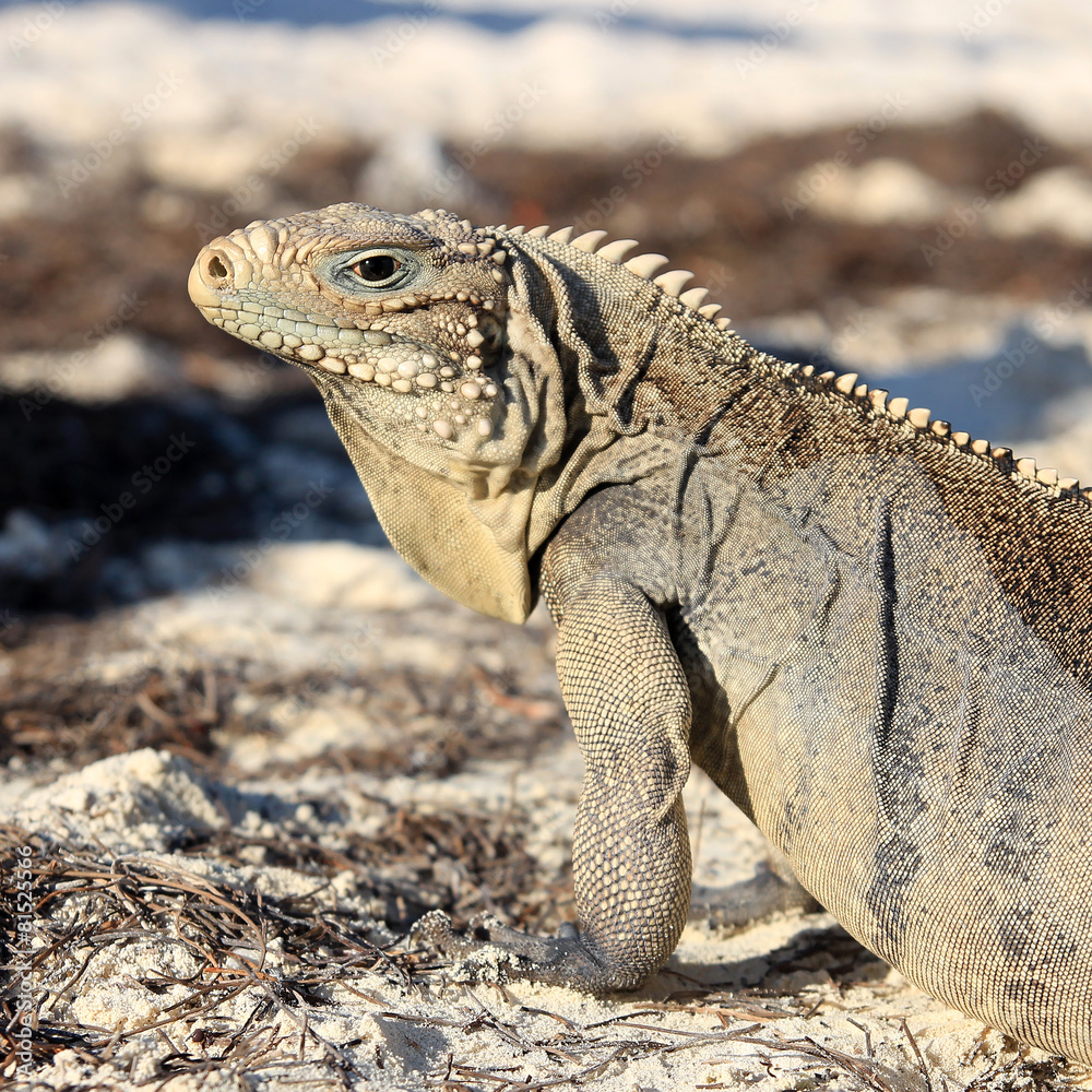 Iguana on white sand beach in Cayo Largo, Cuba