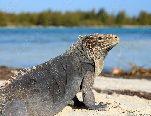 Iguana on white sand beach in Cayo Largo, Cuba