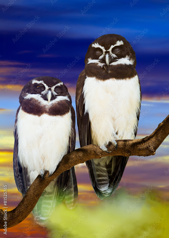 Fototapeta premium Spectacled Owls couple against sunset
