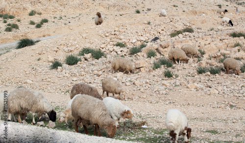Sheep on a Middle Eastern hill