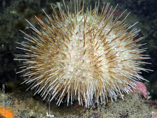 Green Sea Urchin © naturediver