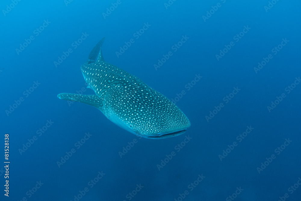 Whale Shark Swimming Whale Shark Swimming