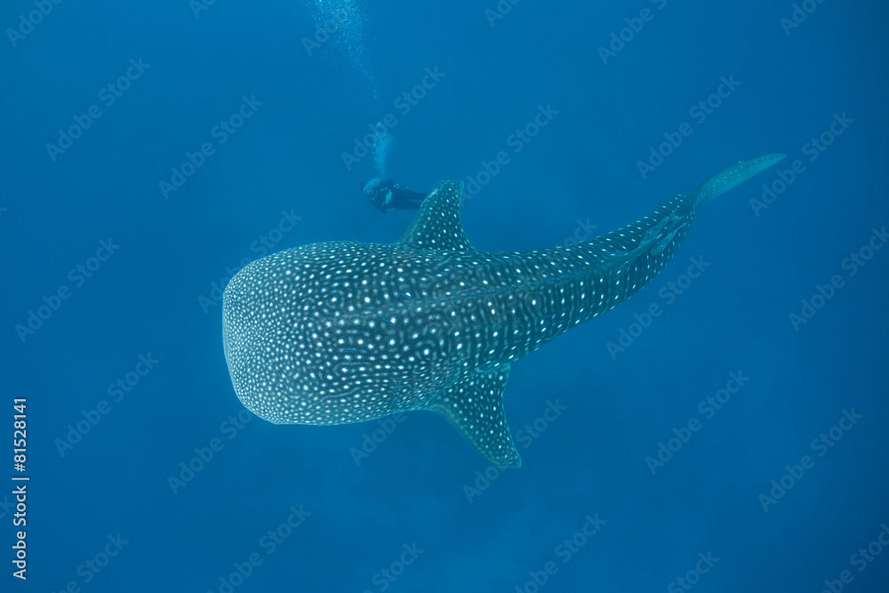 Fototapeta premium Whale Shark and Diver