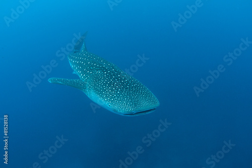 Whale Shark Swimming