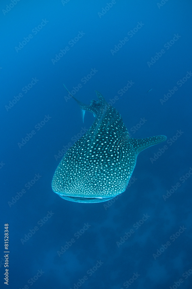 Obraz premium Whale Shark
