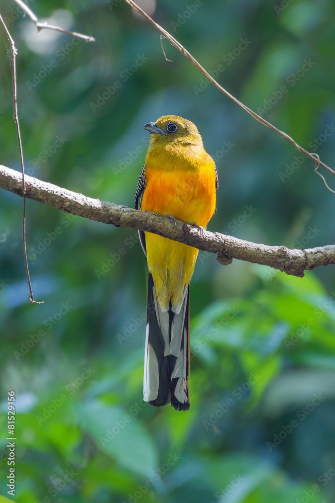 Naklejka premium Portrait of Orange-breasted Trogon in nature