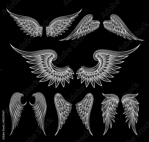 White wings on black background