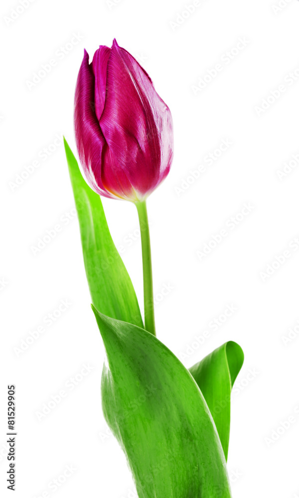Fototapeta premium Color tulip isolated on white