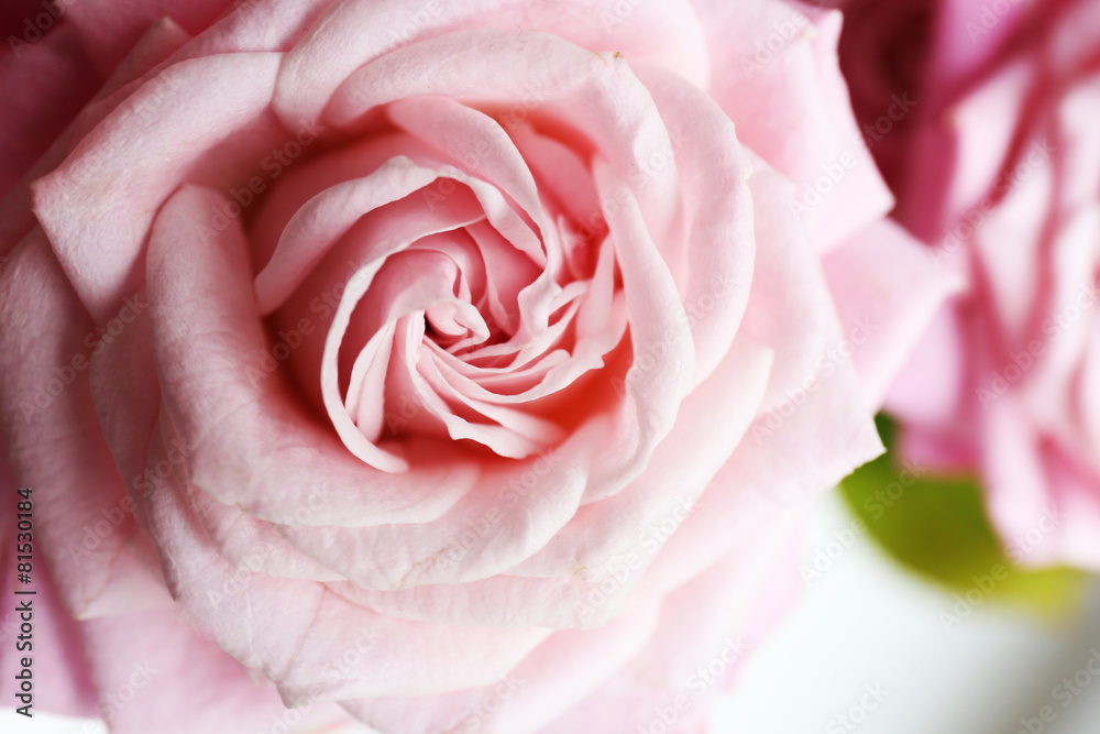 Beautiful pink rose, closeup Beautiful pink rose, closeup