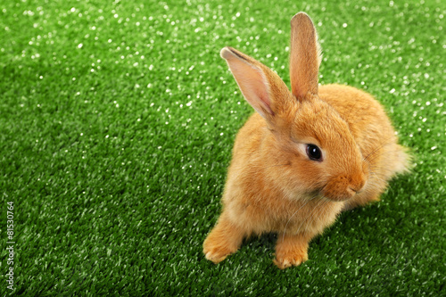 Cute brown rabbit on green grass background © Africa Studio