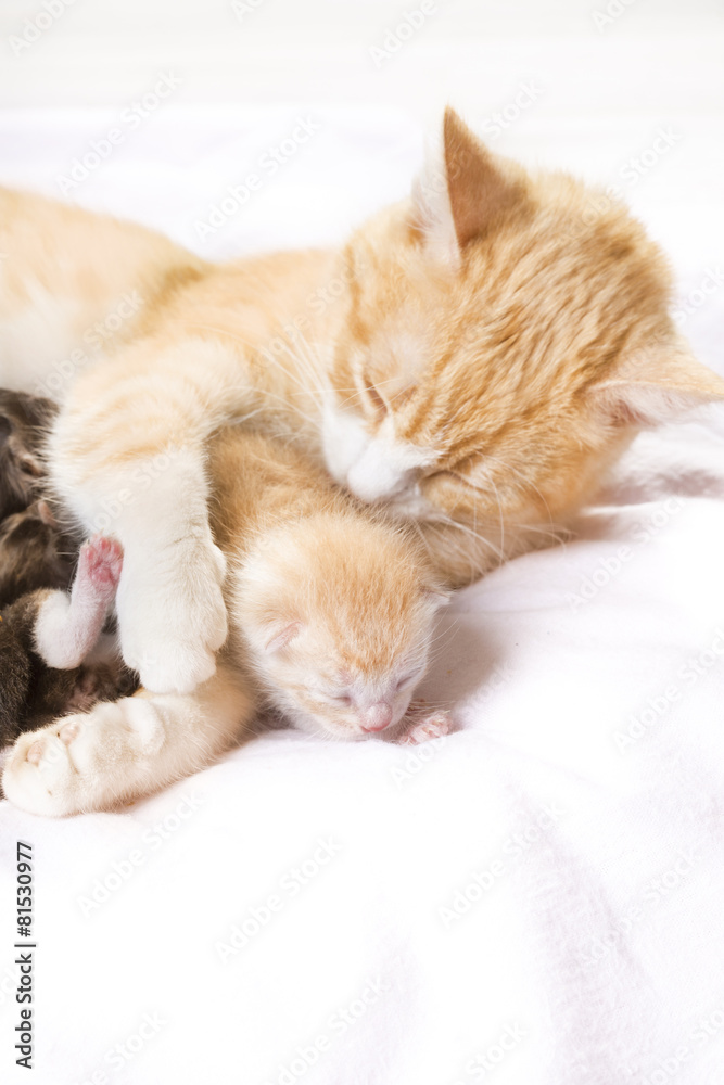 red cat with kittens