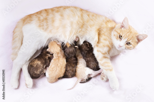 red cat with kittens