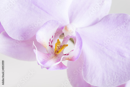 orchid flowers close-up