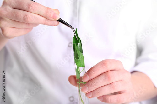 Woman examining green plant in laboratory  close up