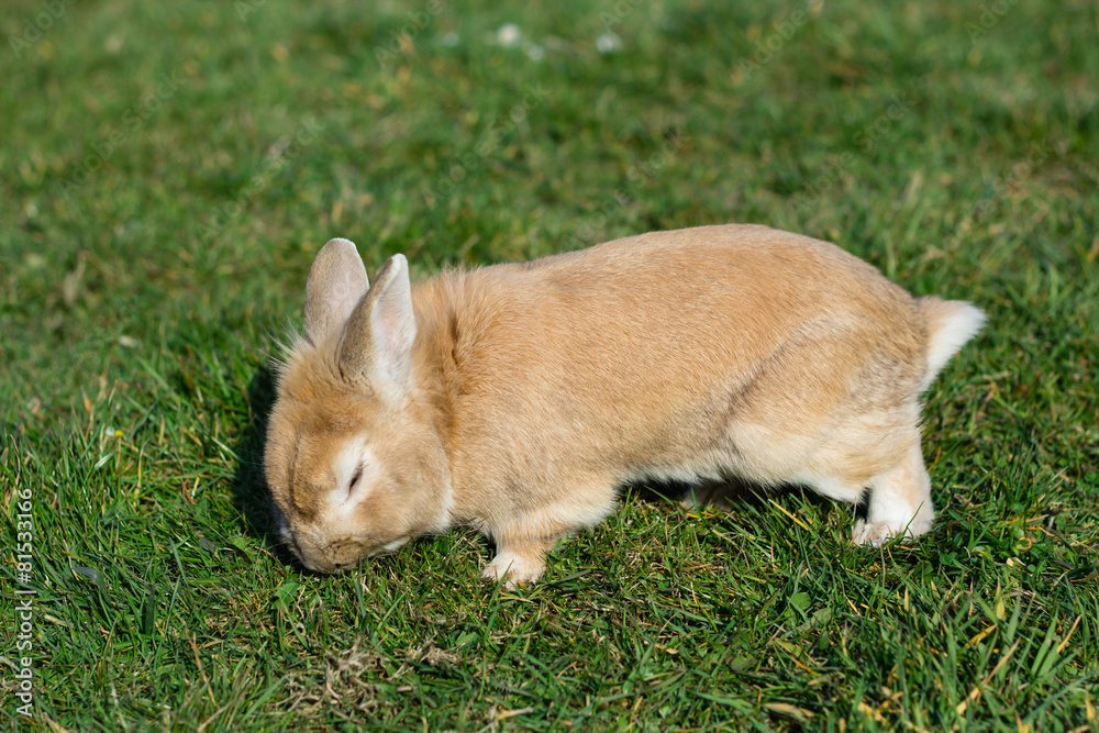 small brown bunny on green grass in summer garden