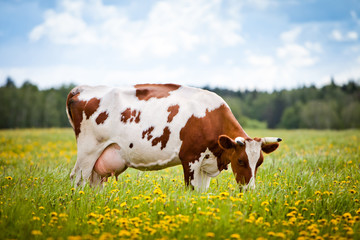 Foto auf Leinwand Kuh Kuh auf einem Feld  © vsarts