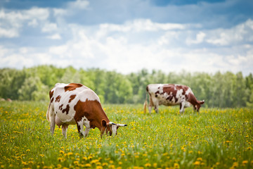 Foto auf Leinwand Kuh Kühe auf einem Feld  © vsarts