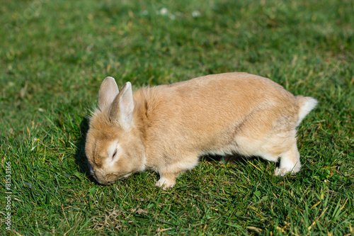 small brown bunny on green grass in summer garden © Khrystyna Pochynok