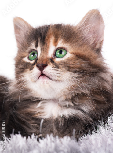 Siberian kitten