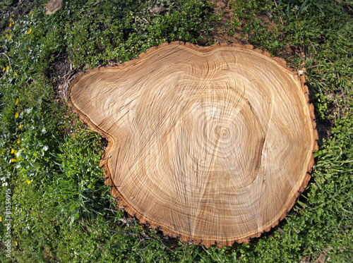 Fresh cut tree stump
