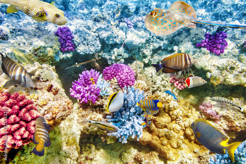 Fototapeta premium Underwater world with corals and tropical fish.