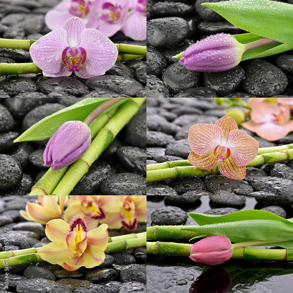 Obraz premium Mokre storczyki z tulipanami