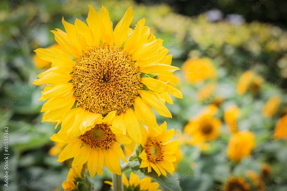 Fototapeta premium Sunflowers