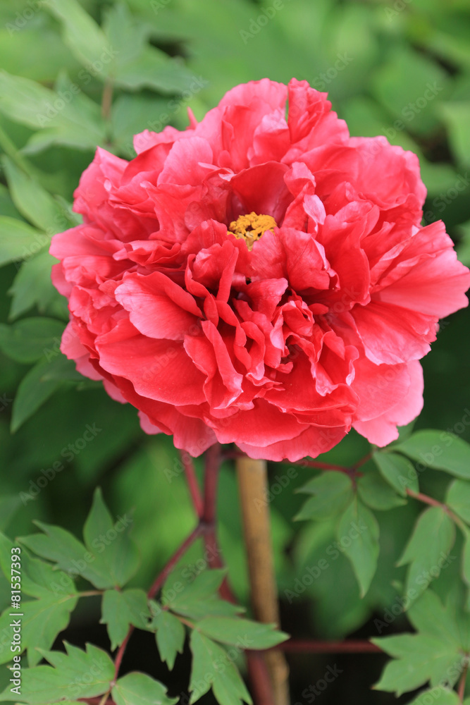 ボタンの花 ボタンの花